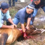 Hukum Menyembelih Hewan Qurban