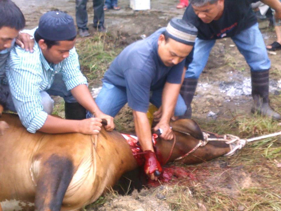 Hukum Menyembelih Hewan Qurban