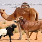 Hukum Qurban Berdasarkan Kitab Fiqih