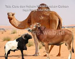 Hukum Qurban Berdasarkan Kitab Fiqih