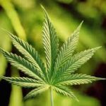 Hukum Ganja Dalam Pandangan Islam | Ngajifiqih